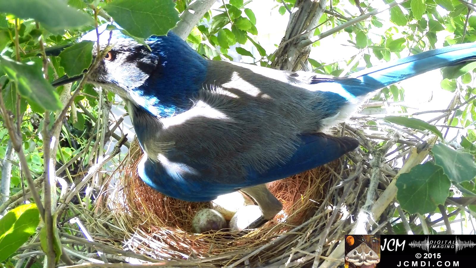Scrub jay Female standing on nest panting santa clarita jcmdi.com